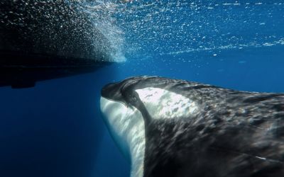 Photo du film : Espartes, Tales of the Iberian Orca