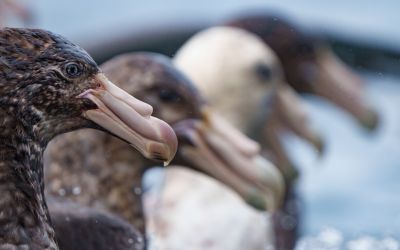 Photo du film : Le Peuple des tempêtes - Les ailes du courage
