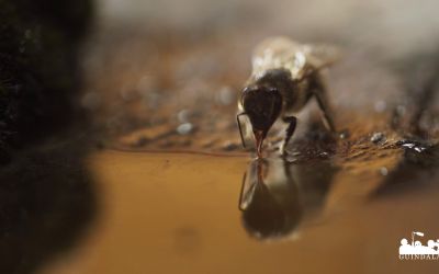 Photo du film : Au pays de l'abeille noire