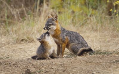 Photo du film : Le renard qui a sauvé son île