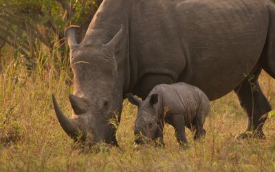 Photo du film : A Rhino's Life