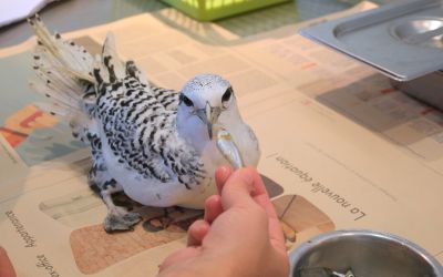 Photo du film : Là où tombent les oiseaux