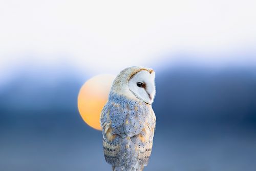 ©Valentin Marcheguay