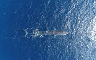 Photo du film : Le jour des baleines