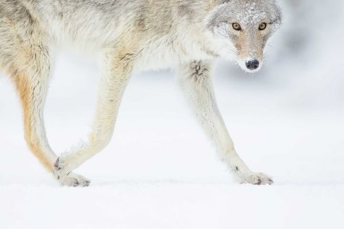 ©Joël Brunet & Laurence Terminet