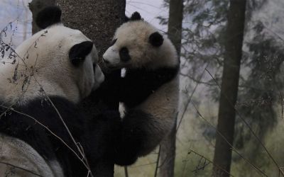 Photo du film : Four Seasons with the Pandas