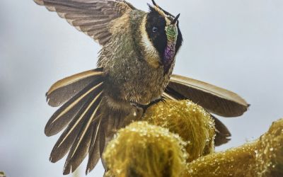Photo du film : Gardiens des oiseaux