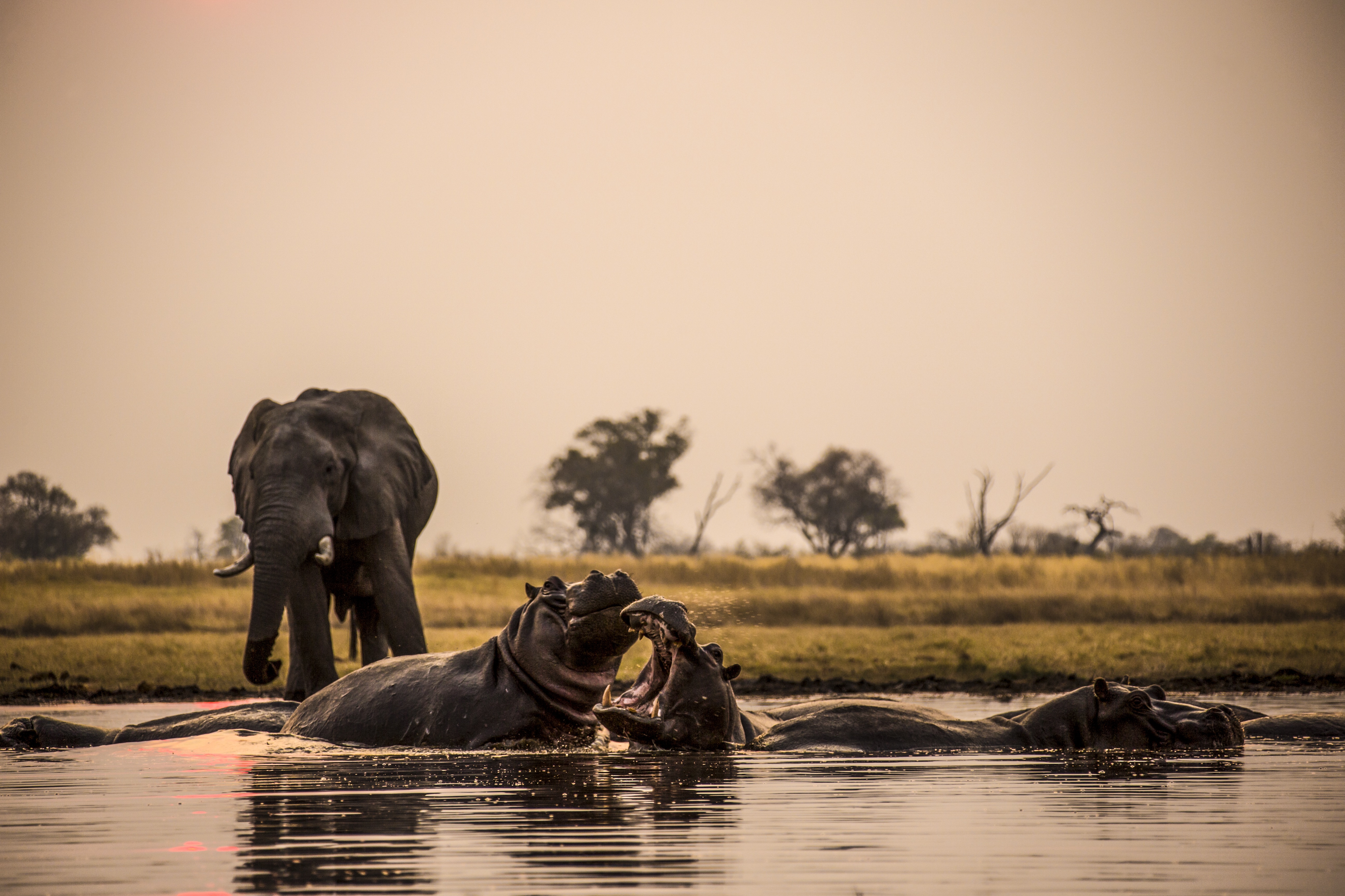 Photo du film : Okavango river of dreams